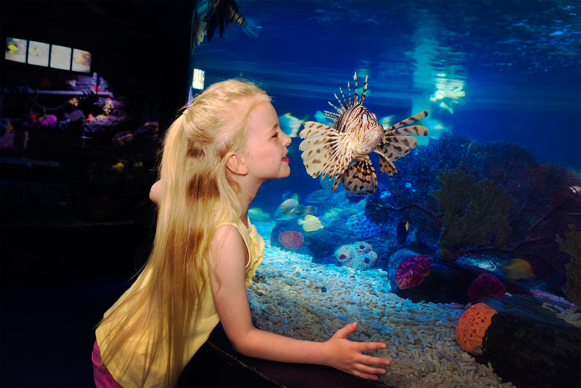 [나고야]  레고랜드 & SEA LIFE  아쿠아리움  당일 입장권